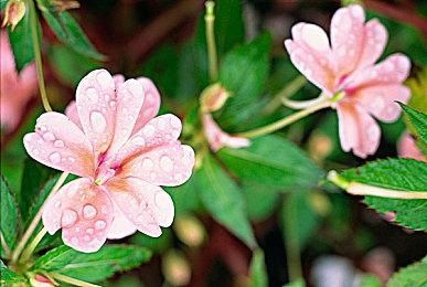 《咩咩启示录》首个免费更新演示 2023年上线